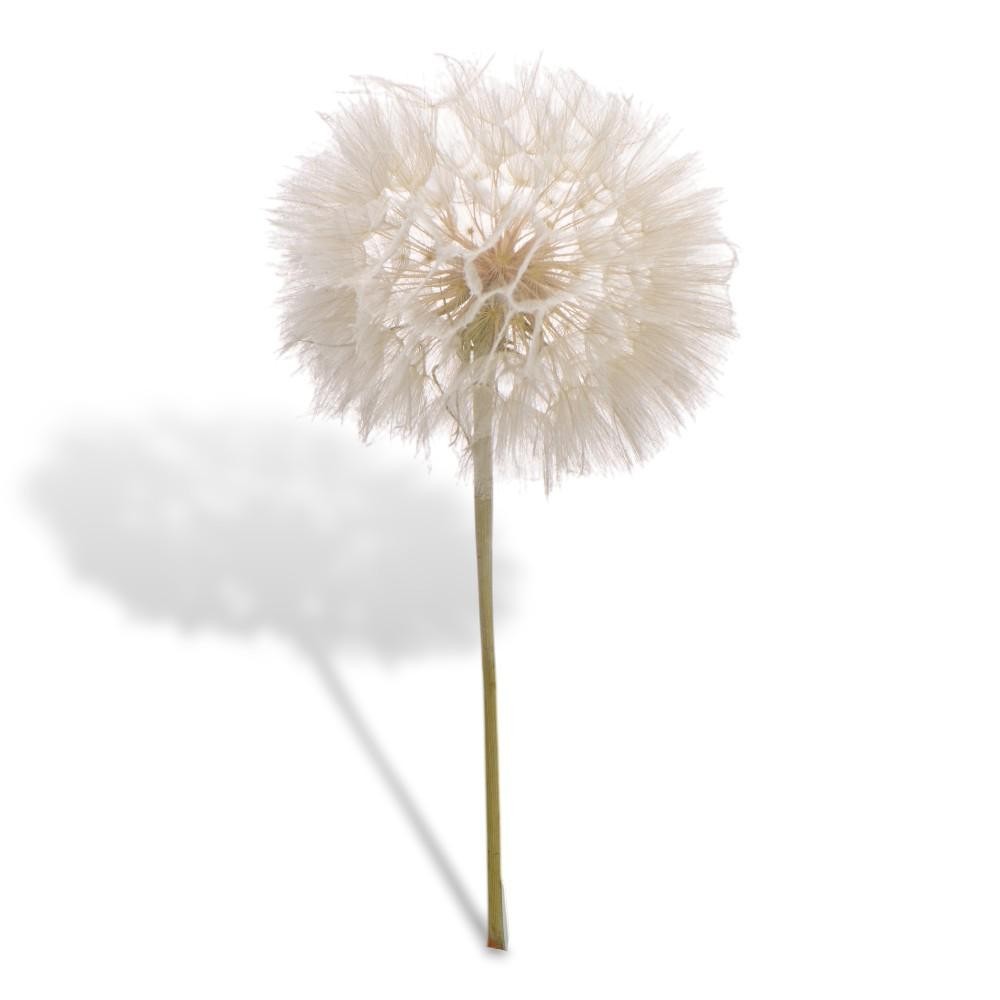 STELO DENTE DI LEONE L.35 D1113